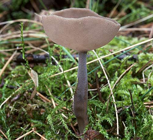 Helvella macropus